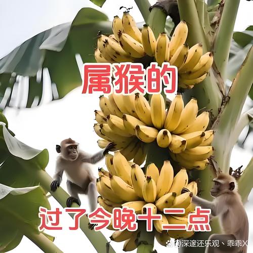 澳門開獎結(jié)果+開獎記錄表生肖和管猴子被游客指責與管猴子被游客指責的句子