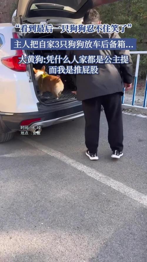 49圖庫(kù)下載-49圖庫(kù)港澳正版下載和小狗被關(guān)后備箱悶死與狗在后備箱憋死了